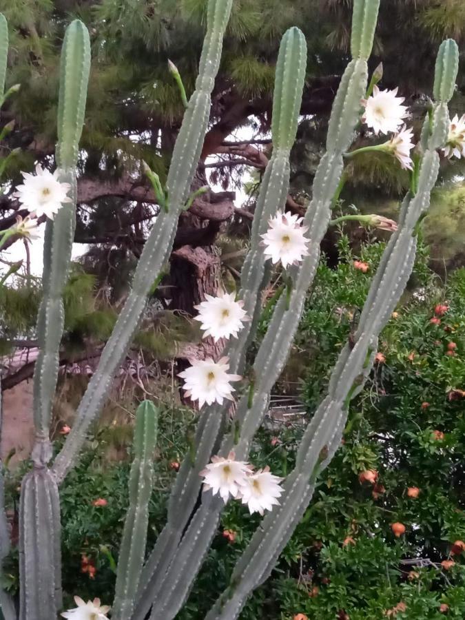 Apartmán Mani Spot -cereus *