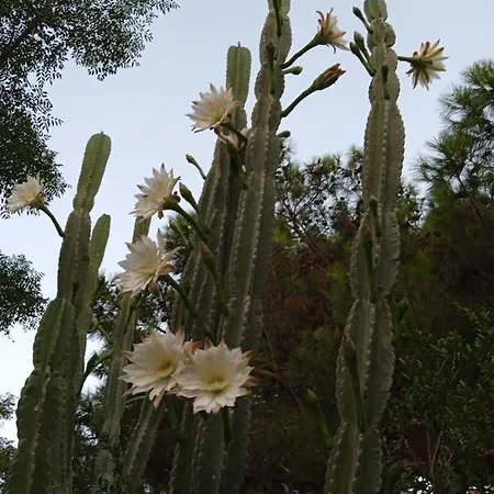 Apartmán Mani Spot -Cereus Areopoli Exteriér fotografie