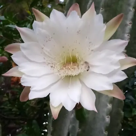 Apartmán Mani Spot -Cereus Areopoli Exteriér fotografie