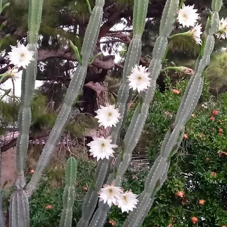 Apartmán Mani Spot -Cereus Areopoli Exteriér fotografie
