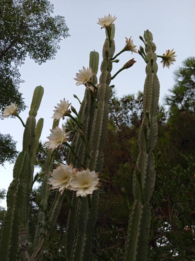 Mani Spot -cereus *