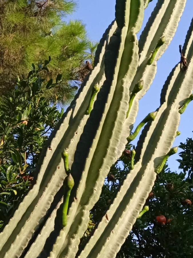 Mani Spot -cereus Apartamento *