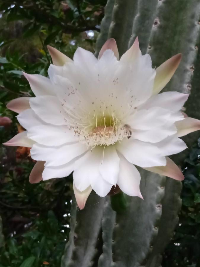 Mani Spot -cereus *