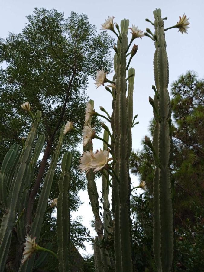 Apartamento Mani Spot -cereus Areopoli